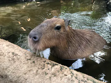 神戸どうぶつ王国に投稿された画像（2023/3/31）