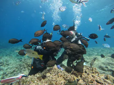 武藤潜水に投稿された画像（2023/3/31）