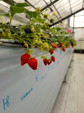 (株)みどりやファームに投稿された画像（2023/3/31）