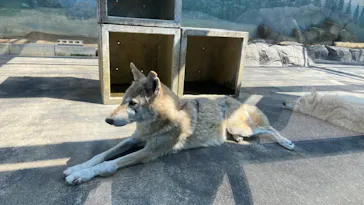 天王寺動物園に投稿された画像（2023/3/31）