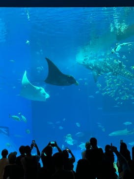 沖縄美ら海水族館に投稿された画像（2023/3/31）