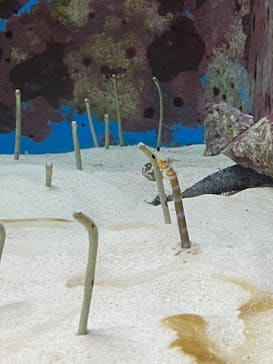 沖縄美ら海水族館に投稿された画像（2023/3/31）