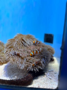 沖縄美ら海水族館に投稿された画像（2023/3/31）