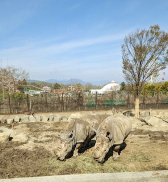 群馬サファリパークに投稿された画像（2023/3/31）