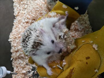 いきもの探検隊上尾に投稿された画像（2023/3/31）