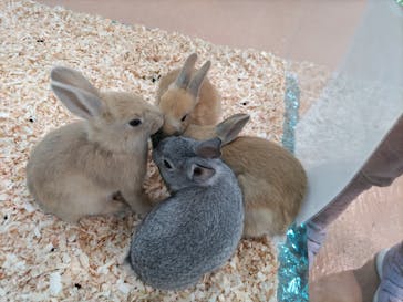 いきもの探検隊上尾に投稿された画像（2023/3/31）