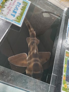 いきもの探検隊上尾に投稿された画像（2023/3/31）