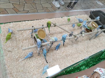 いきもの探検隊上尾に投稿された画像（2023/3/31）