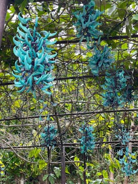 美らヤシパークオキナワ・東南植物楽園に投稿された画像（2023/3/31）