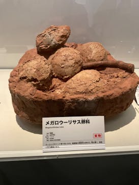 特別展「恐竜博2023」に投稿された画像（2023/3/31）