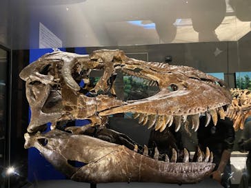 特別展「恐竜博2023」に投稿された画像（2023/3/31）