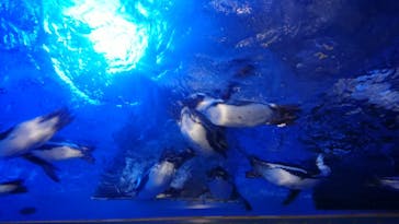 サンシャイン水族館に投稿された画像（2023/3/31）