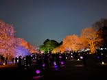 NAKED 桜の新宿御苑 2023に投稿された画像（2023/3/31）