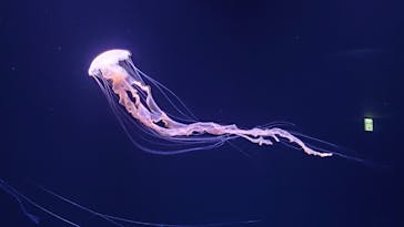 サンシャイン水族館に投稿された画像（2023/3/31）