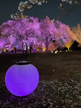 NAKED 桜の新宿御苑 2023に投稿された画像（2023/3/31）