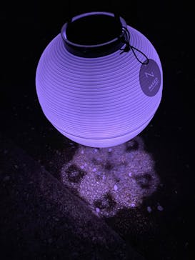 NAKED 桜の新宿御苑 2023に投稿された画像（2023/3/31）