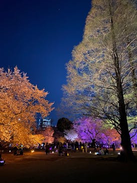 NAKED 桜の新宿御苑 2023に投稿された画像（2023/3/31）