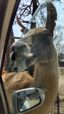 那須サファリパークに投稿された画像（2023/3/31）