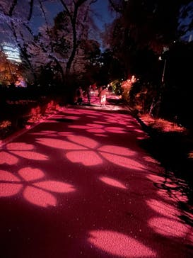 NAKED 桜の新宿御苑 2023に投稿された画像（2023/3/31）