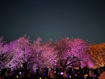 NAKED 桜の新宿御苑 2023に投稿された画像（2023/3/31）