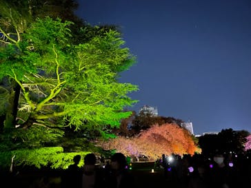 NAKED 桜の新宿御苑 2023に投稿された画像（2023/3/31）