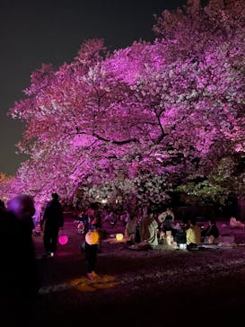 NAKED 桜の新宿御苑 2023に投稿された画像（2023/3/31）