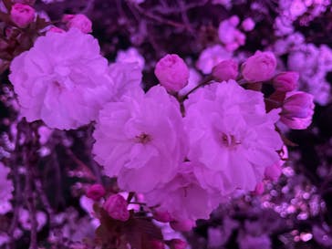 NAKED 桜の新宿御苑 2023に投稿された画像（2023/3/31）