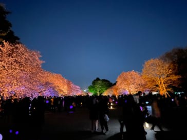 NAKED 桜の新宿御苑 2023に投稿された画像（2023/3/31）