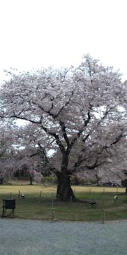 元離宮二条城に投稿された画像（2023/3/31）