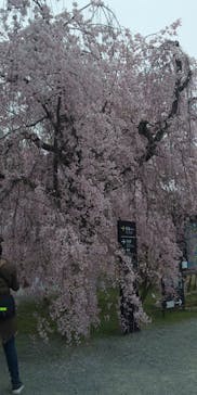 元離宮二条城に投稿された画像（2023/3/31）