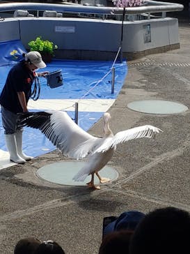 大分マリーンパレス水族館 「うみたまご」に投稿された画像（2023/3/31）