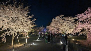 『NAKED FLOWERS 2023 桜 世界遺産・二条城』に投稿された画像（2023/3/31）