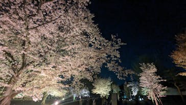 『NAKED FLOWERS 2023 桜 世界遺産・二条城』に投稿された画像（2023/3/31）