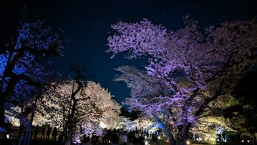 『NAKED FLOWERS 2023 桜 世界遺産・二条城』に投稿された画像（2023/3/31）