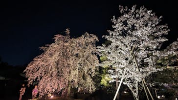 『NAKED FLOWERS 2023 桜 世界遺産・二条城』に投稿された画像（2023/3/31）