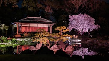 『NAKED FLOWERS 2023 桜 世界遺産・二条城』に投稿された画像（2023/3/31）