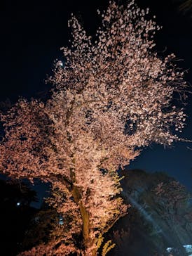 NAKED 桜の新宿御苑 2023に投稿された画像（2023/3/31）