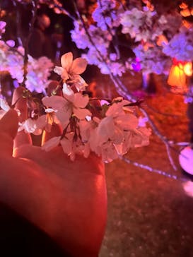 NAKED 桜の新宿御苑 2023に投稿された画像（2023/3/31）