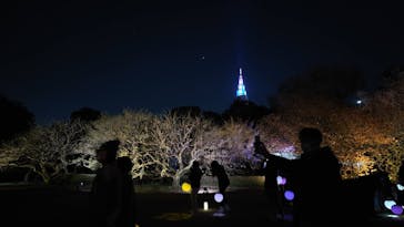 NAKED 桜の新宿御苑 2023に投稿された画像（2023/3/31）