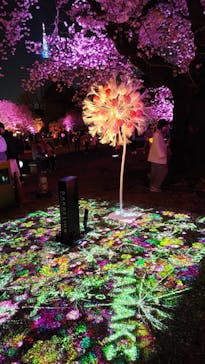 NAKED 桜の新宿御苑 2023に投稿された画像（2023/3/31）