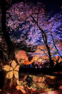 NAKED 桜の新宿御苑 2023に投稿された画像（2023/3/31）