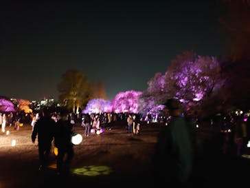 NAKED 桜の新宿御苑 2023に投稿された画像（2023/3/31）
