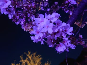 NAKED 桜の新宿御苑 2023に投稿された画像（2023/3/31）