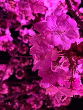 NAKED 桜の新宿御苑 2023に投稿された画像（2023/3/31）