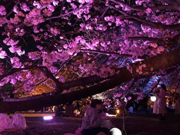 NAKED 桜の新宿御苑 2023に投稿された画像（2023/3/31）