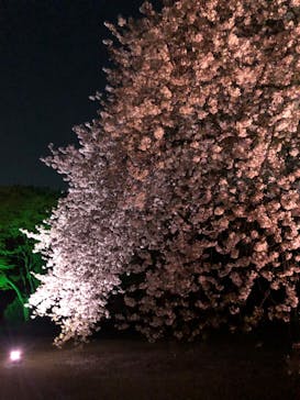 NAKED 桜の新宿御苑 2023に投稿された画像（2023/3/31）