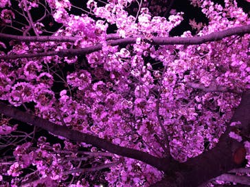 NAKED 桜の新宿御苑 2023に投稿された画像（2023/3/31）