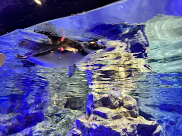 すみだ水族館に投稿された画像（2023/3/31）