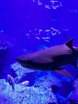 すみだ水族館に投稿された画像（2023/3/31）