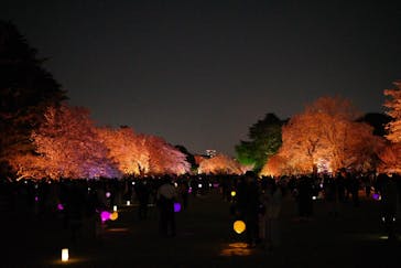 NAKED 桜の新宿御苑 2023に投稿された画像（2023/3/31）